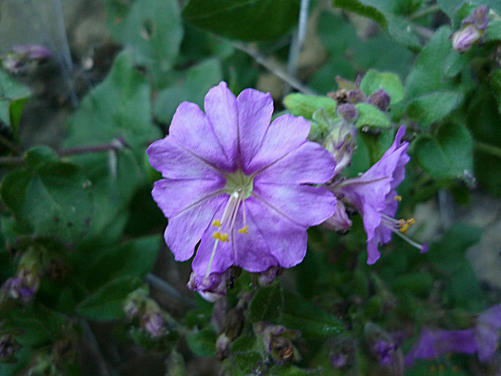 High Resolution Mirabilis laevis Flower
